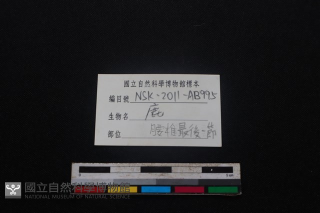 梅花鹿骨藏品圖，第4張
