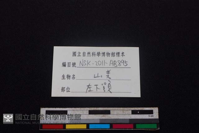 山羌骨藏品圖，第4張