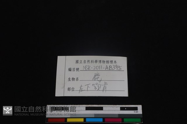 梅花鹿骨藏品圖，第4張