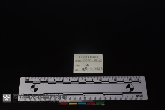 豬骨藏品圖，第4張