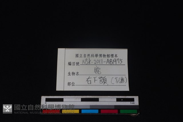 梅花鹿骨藏品圖，第4張
