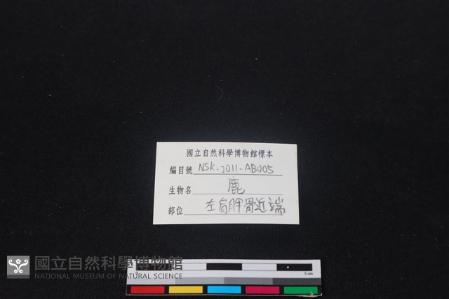 梅花鹿骨藏品圖，第4張