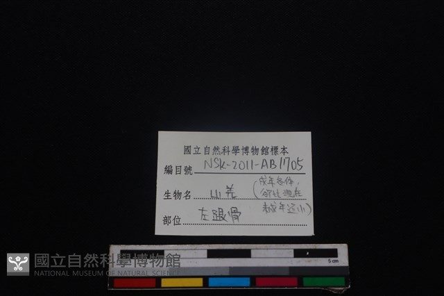 山羌骨藏品圖，第4張