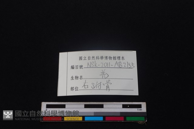 山羌骨藏品圖，第4張