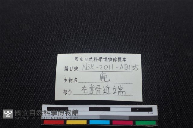 梅花鹿骨藏品圖，第4張