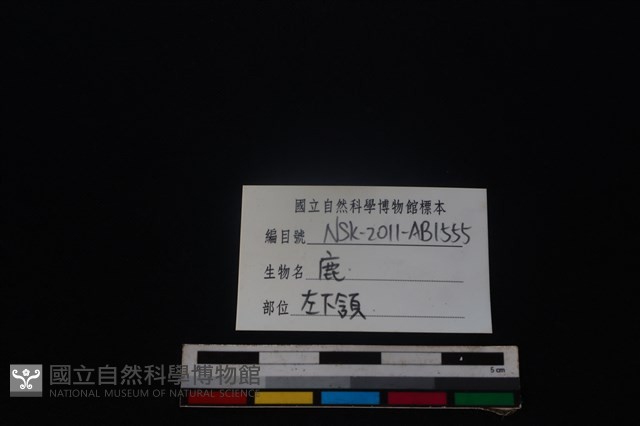 梅花鹿骨藏品圖，第4張