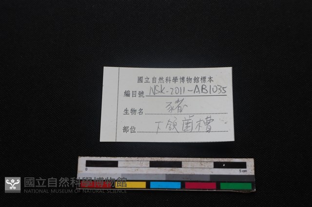 豬骨藏品圖，第4張