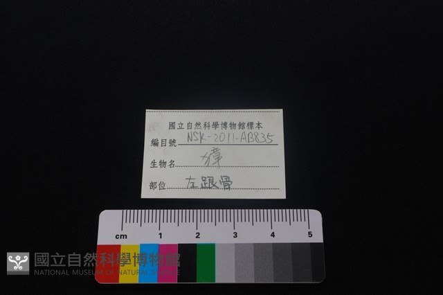 獐骨藏品圖，第4張