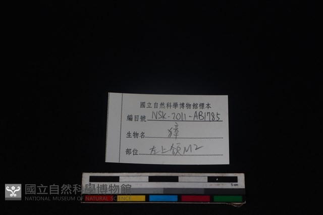 獐骨藏品圖，第4張