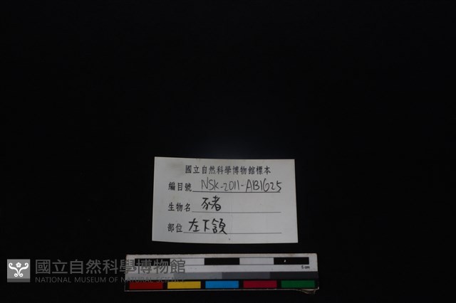 豬骨藏品圖，第4張