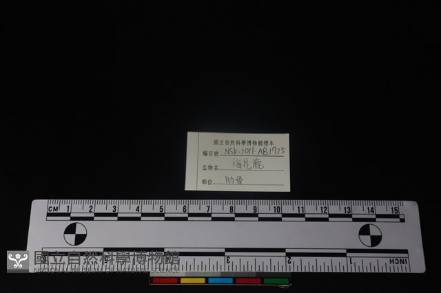 梅花鹿骨藏品圖，第4張