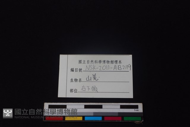 山羌骨藏品圖，第4張