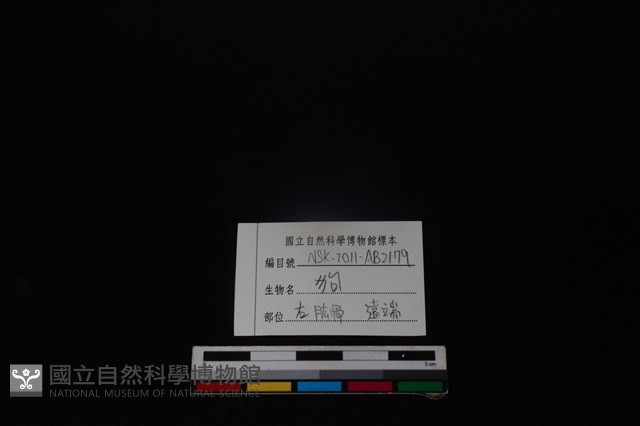 狗骨藏品圖，第4張
