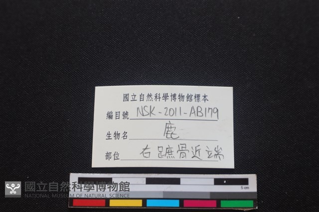梅花鹿骨藏品圖，第4張