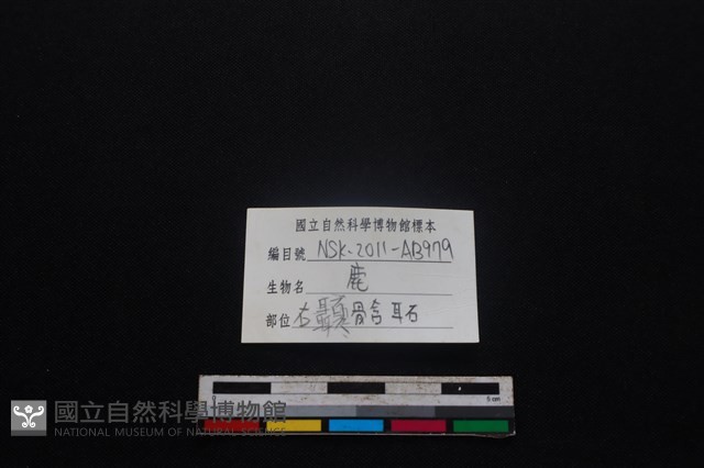 梅花鹿骨藏品圖，第4張