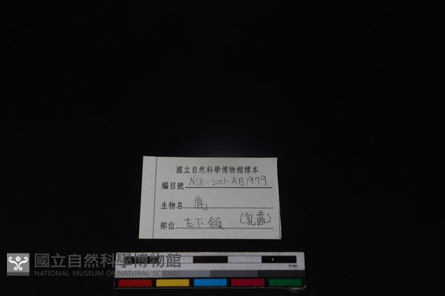梅花鹿骨藏品圖，第4張