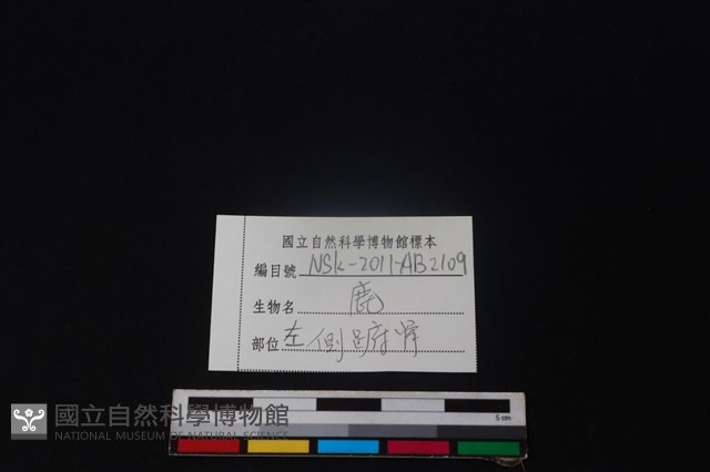 鹿骨藏品圖，第4張
