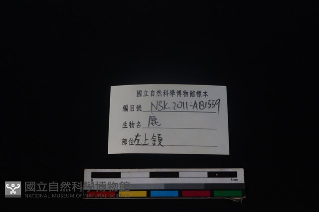 梅花鹿骨藏品圖，第4張