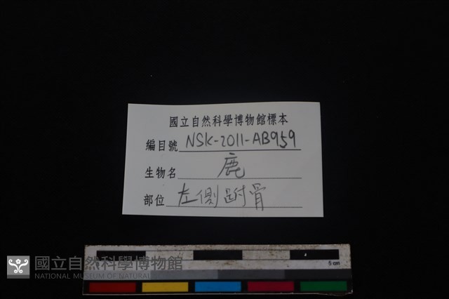 梅花鹿骨藏品圖，第4張