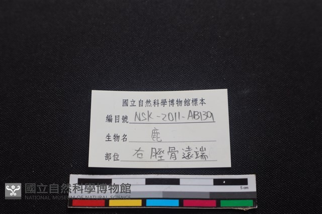 梅花鹿骨藏品圖，第4張