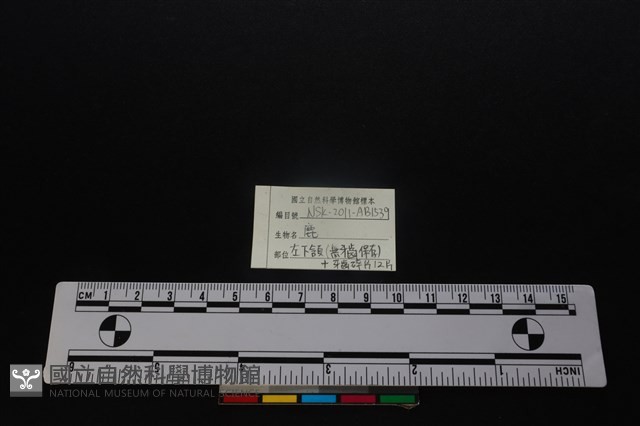 梅花鹿骨藏品圖，第4張