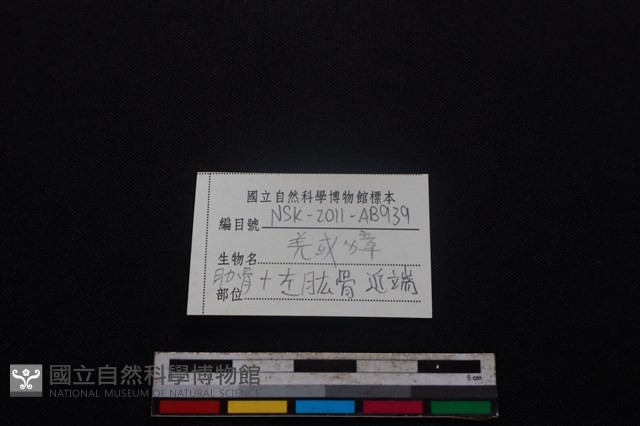 鹿科骨藏品圖，第4張