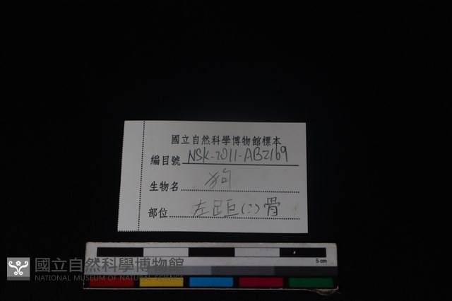 狗骨藏品圖，第4張