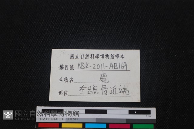 梅花鹿骨藏品圖，第4張