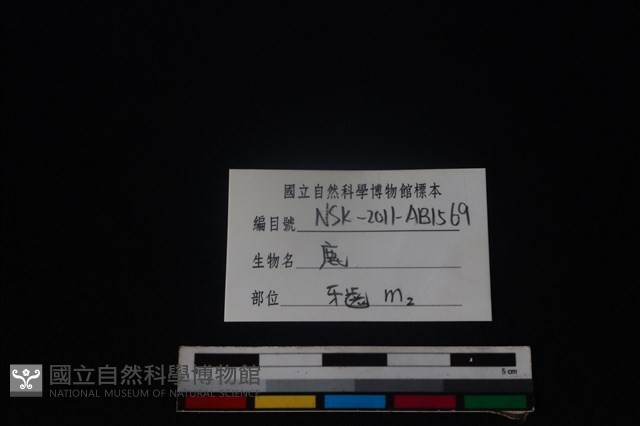 梅花鹿骨藏品圖，第4張