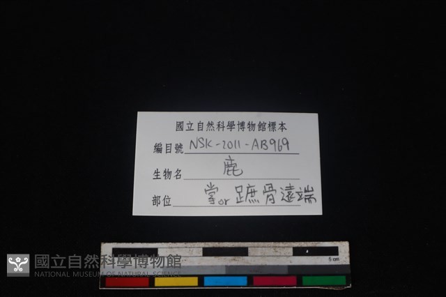 梅花鹿骨藏品圖，第4張