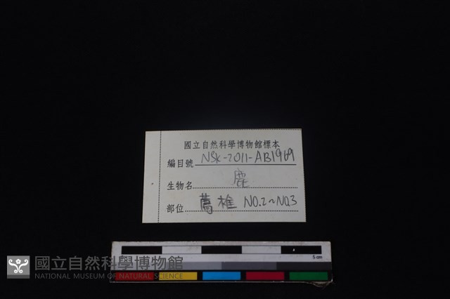 梅花鹿骨藏品圖，第4張