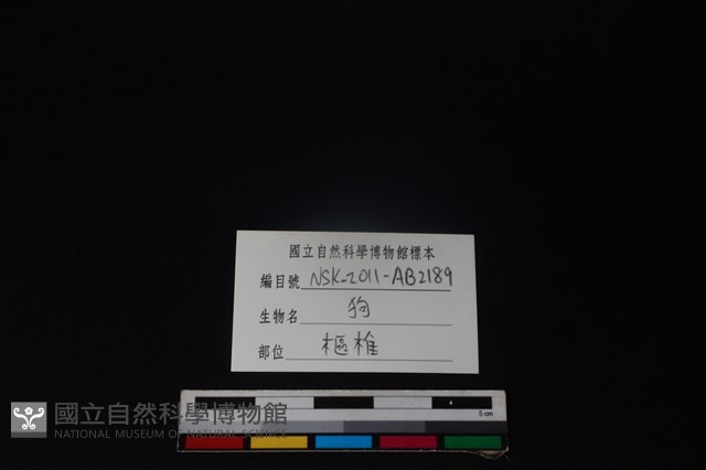 狗骨藏品圖，第4張