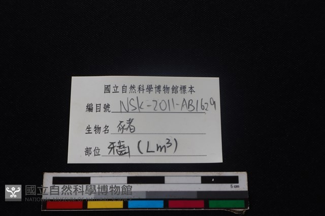 豬骨藏品圖，第4張
