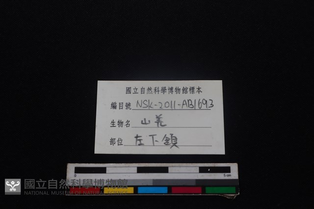 山羌骨藏品圖，第4張