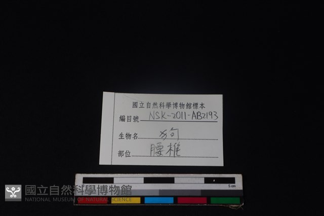 狗骨藏品圖，第4張