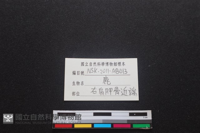 梅花鹿骨藏品圖，第4張