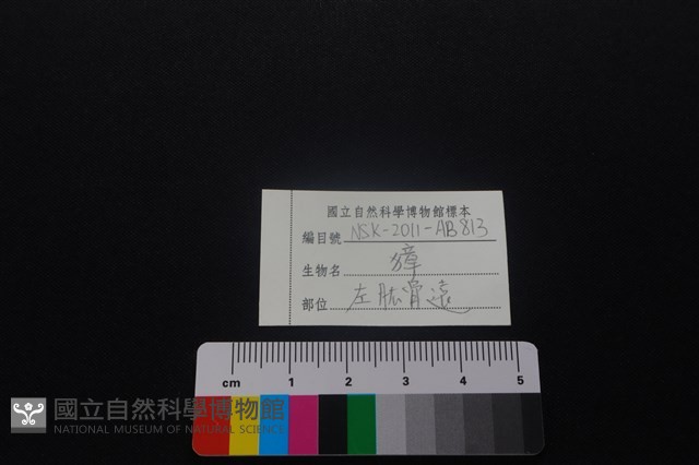 獐骨藏品圖，第4張