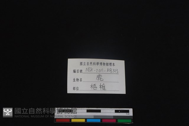 梅花鹿骨藏品圖，第4張