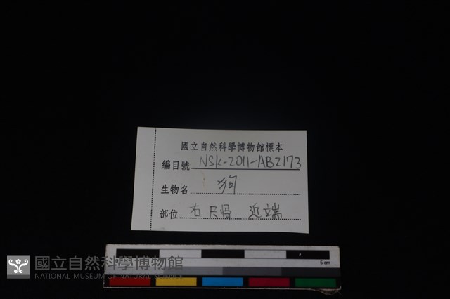 狗骨藏品圖，第3張