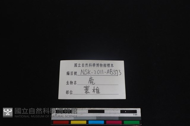 梅花鹿骨藏品圖，第4張