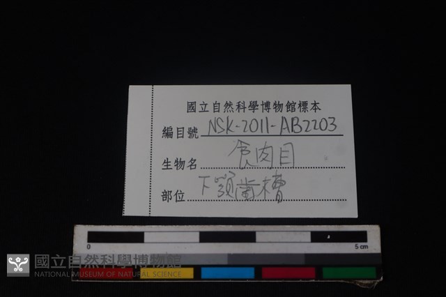 食肉目骨藏品圖，第4張
