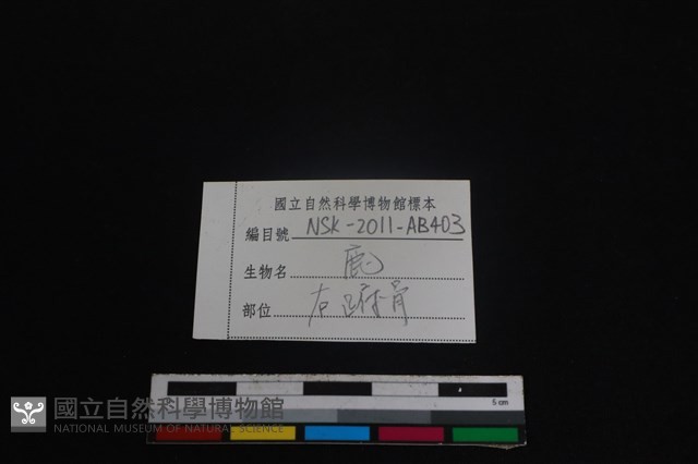 梅花鹿骨藏品圖，第4張