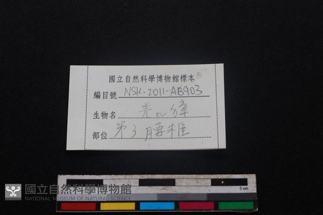 鹿科骨藏品圖，第4張