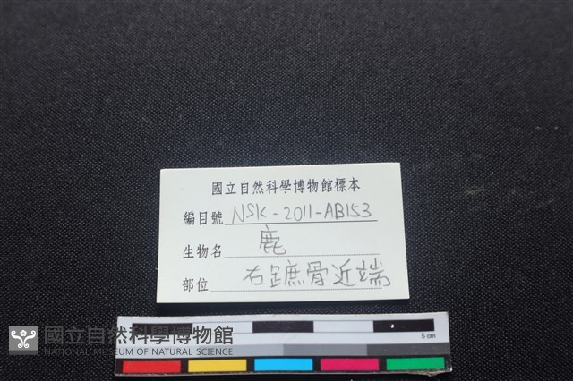 梅花鹿骨藏品圖，第4張