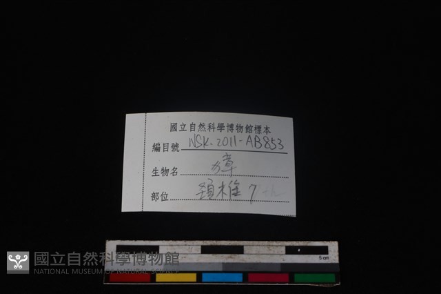 獐骨藏品圖，第4張