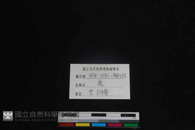 梅花鹿骨藏品圖，第4張