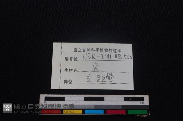 梅花鹿骨藏品圖，第4張