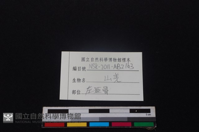 山羌骨藏品圖，第4張