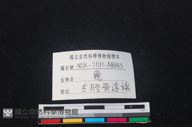 梅花鹿骨藏品圖，第4張