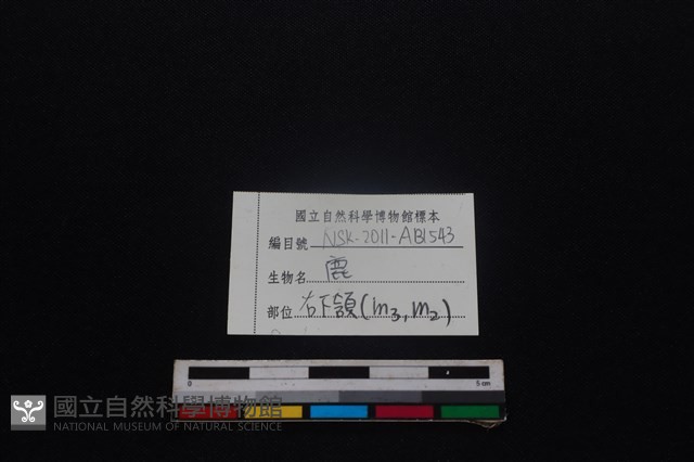 梅花鹿骨藏品圖，第4張
